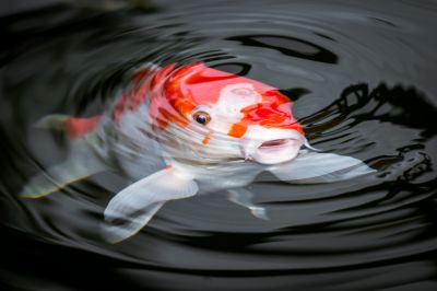 Improve Overall Water Quality by Reducing Algae!