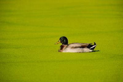 Prevent Water Stagnation and Bacteria Buildup with Pond Pump Installation!