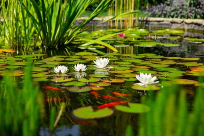 Oxygenate and Filter the Water with Pond Pump!